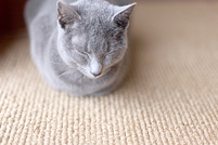 猫と絨毯